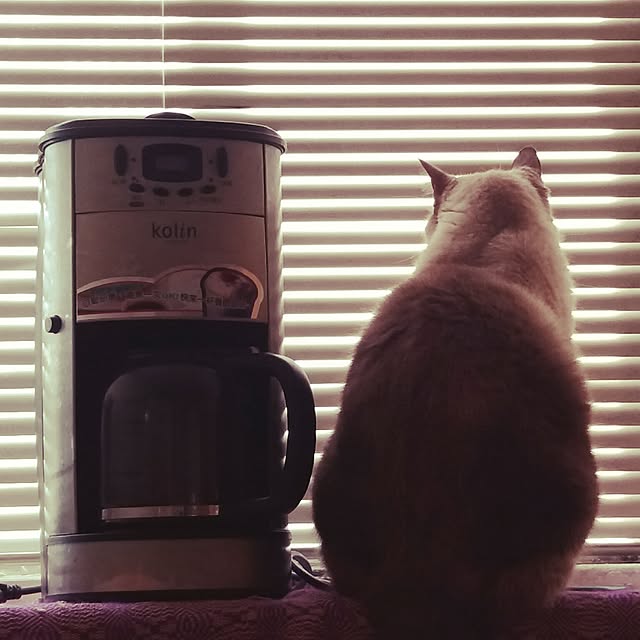 リビング/catのインテリア実例 - 2016-10-02 14:16:58
