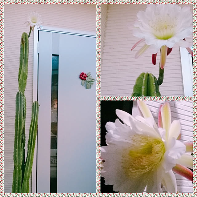 mikoさんの実例写真