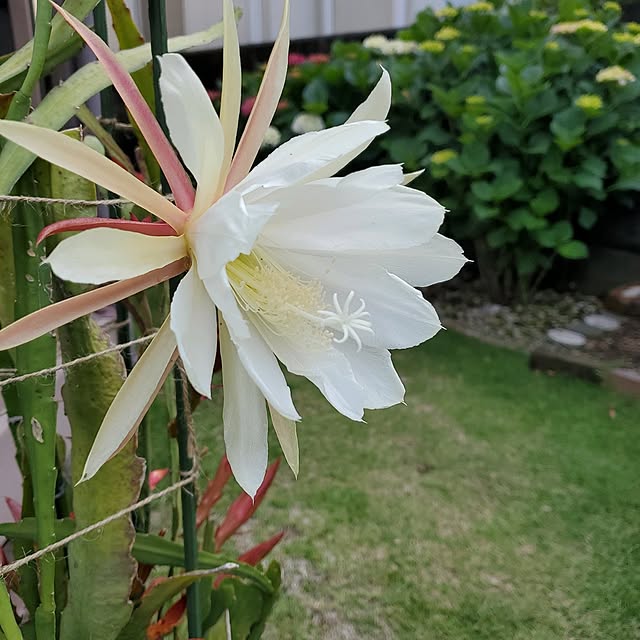 ramuramuさんの部屋