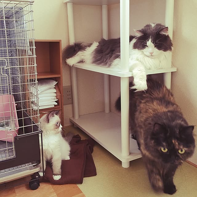 yucky_rioさんの実例写真