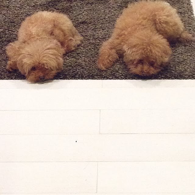 chiiさんの実例写真