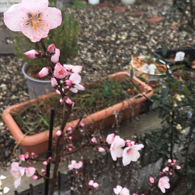 nomnom888さんの実例写真