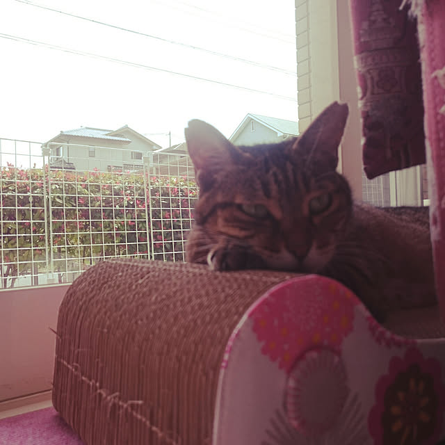 lilyさんの実例写真