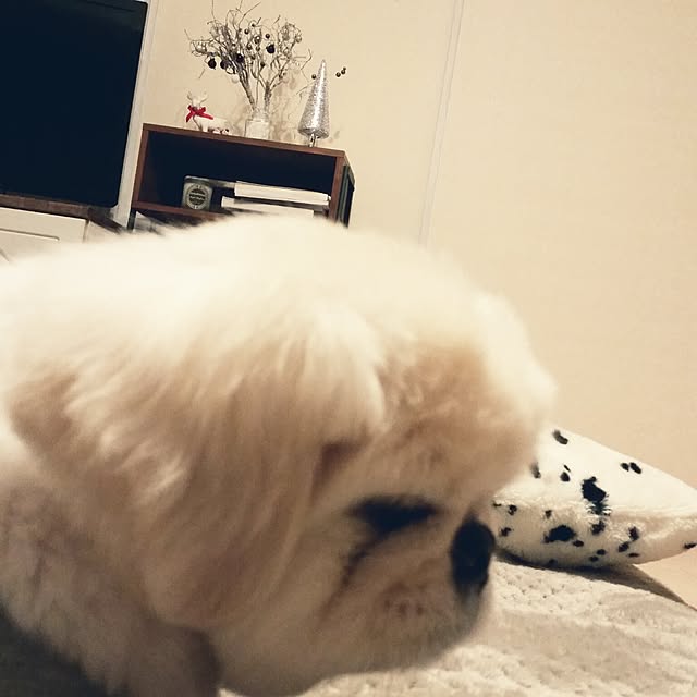 yukagomaさんの実例写真