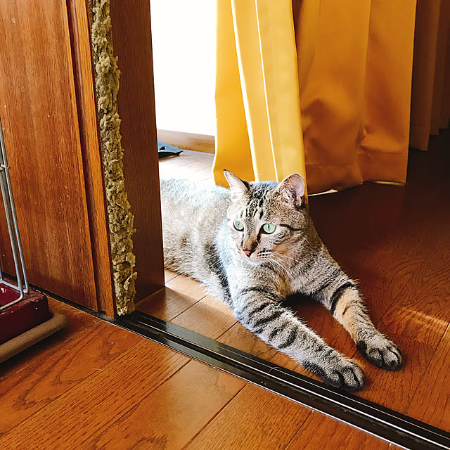 pepeさんの実例写真