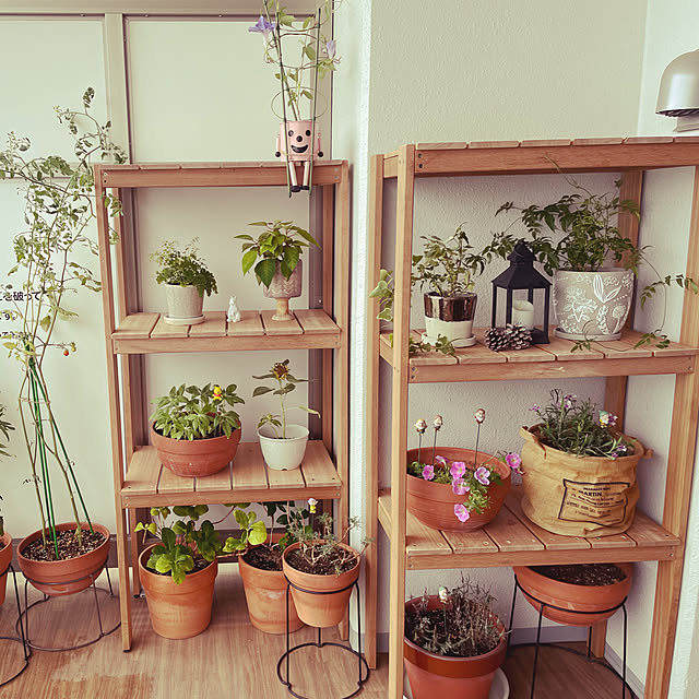 DIY/観葉植物/ガーデニング/棚のインテリア実例 - 2022-08-17 13:00:59