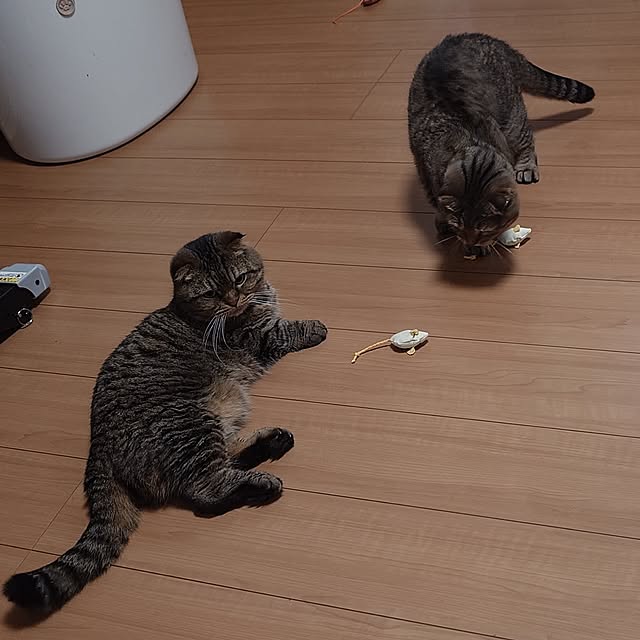noguriさんの部屋