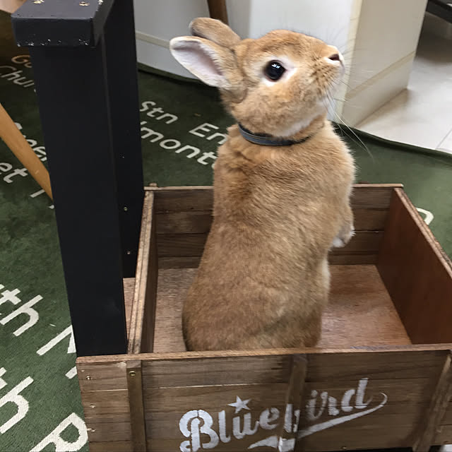 Eikoさんの実例写真