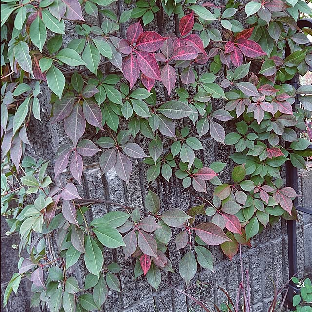 玄関/入り口/紅葉/RCの出会いに感謝♡/いいね、コメント喜んでます❤️/植物のある暮らし...などのインテリア実例 - 2023-11-04 16:39:45