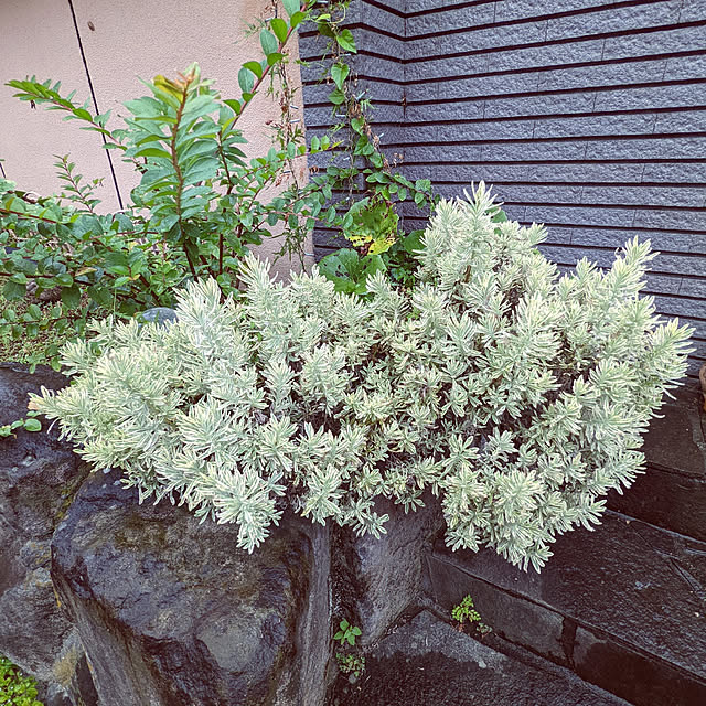 uchizukonyanさんの実例写真