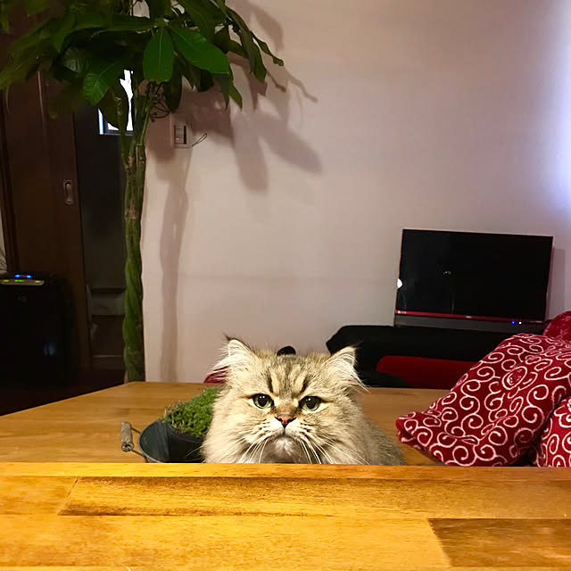 butachanさんの実例写真