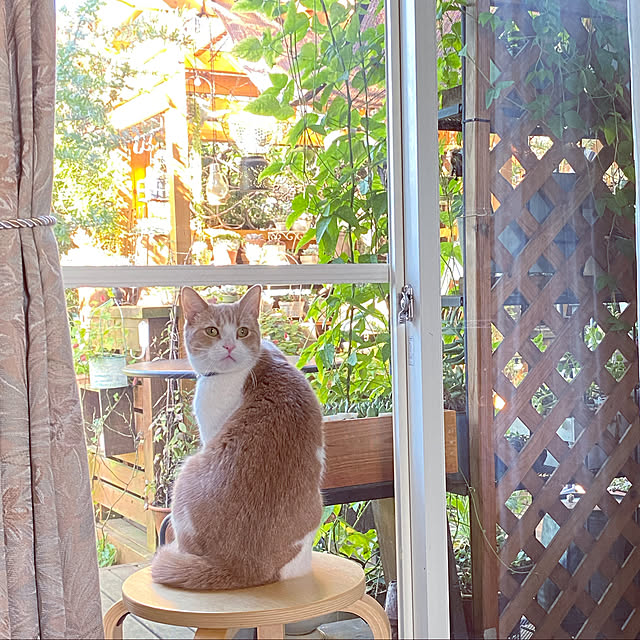 mintteaさんの実例写真