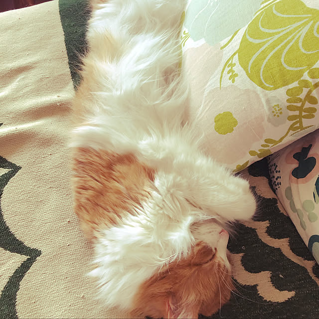 uchidaizuさんの実例写真