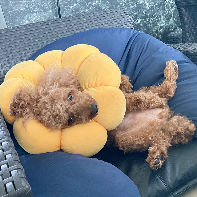 MOMOMAMAさんの実例写真
