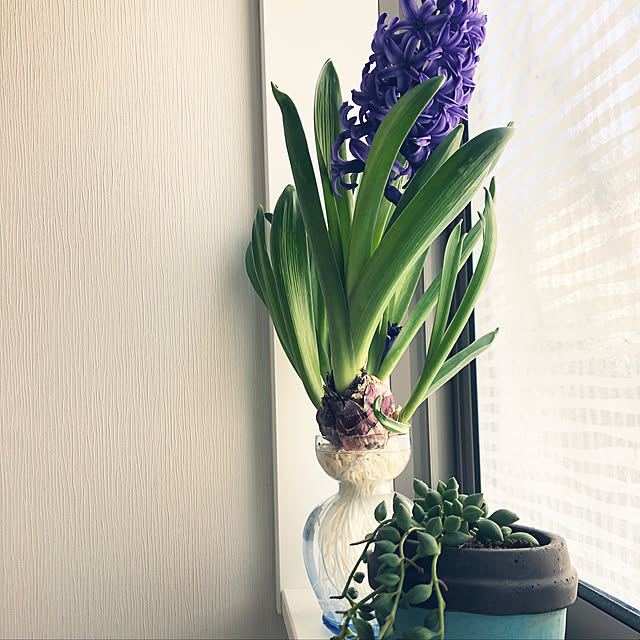 Maikoさんの実例写真
