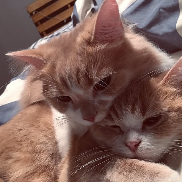 maruさんの実例写真