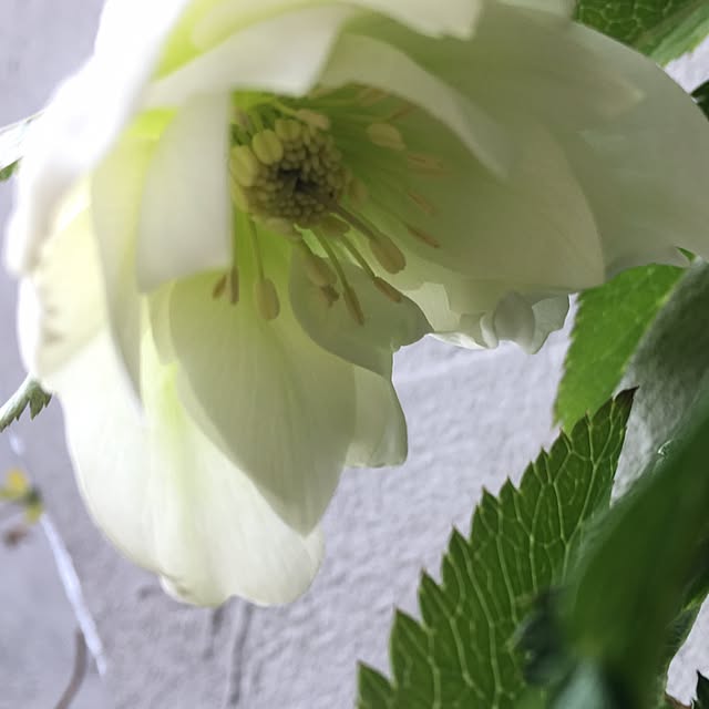 nomnom888さんの実例写真