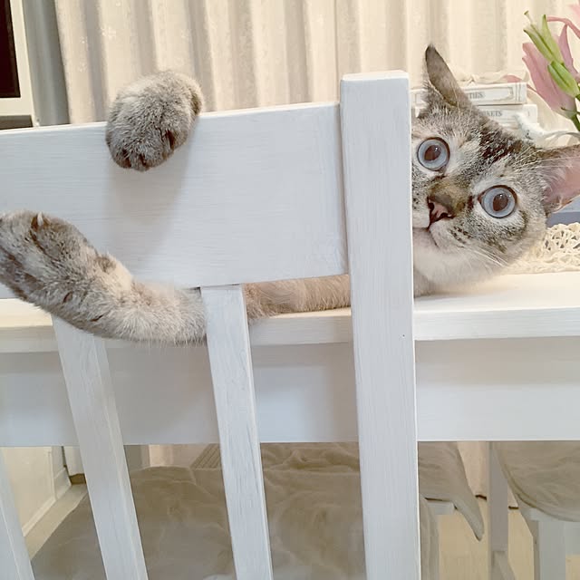 noelさんの実例写真