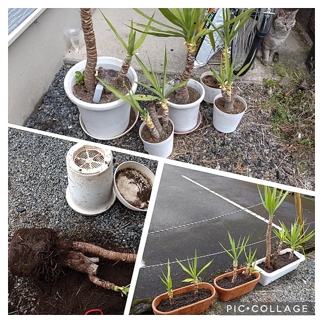 玄関/入り口/わたしの休日のすごし方/いいね！押し逃げばかりでごめんなさい。/写真が雑/センスが乏しい...などのインテリア実例 - 2023-05-03 19:11:37