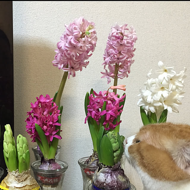 sakurasakuさんの実例写真