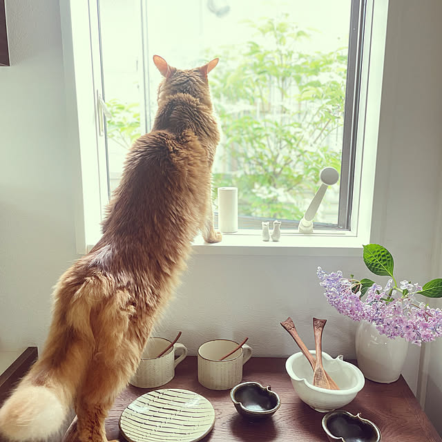 sakineko528さんの実例写真