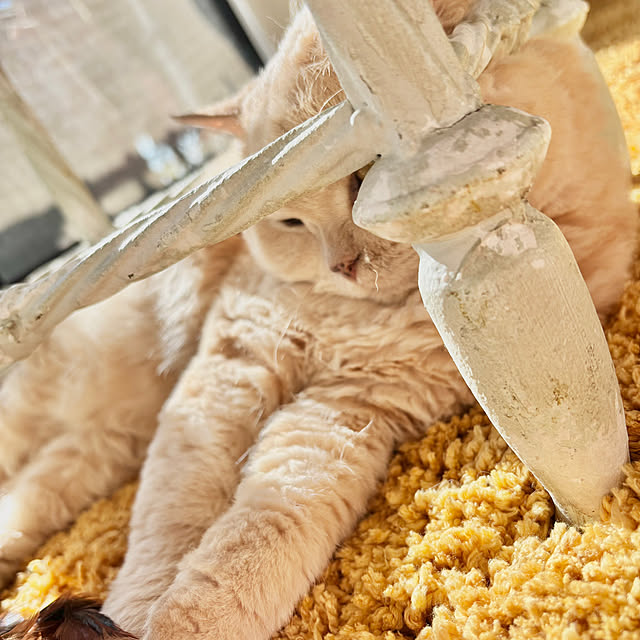 naokoさんの実例写真