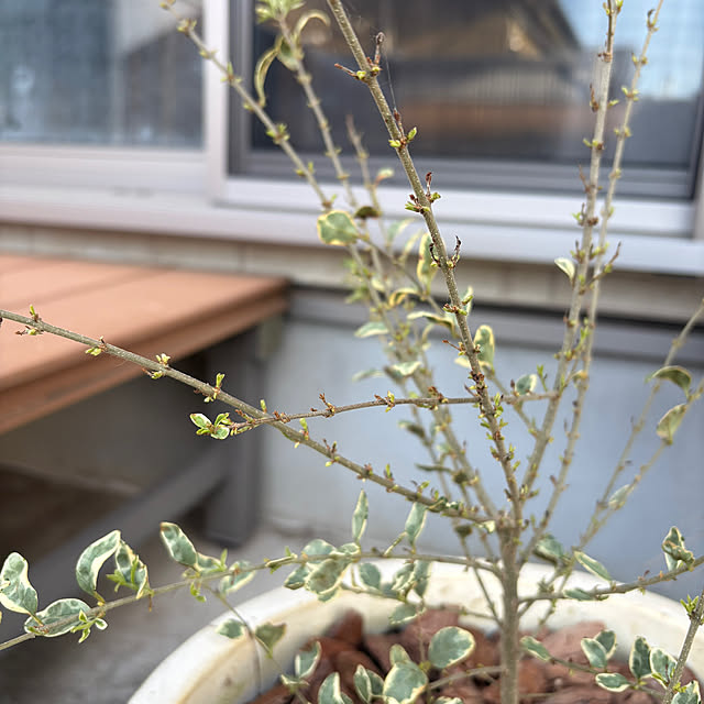 Haruさんの実例写真