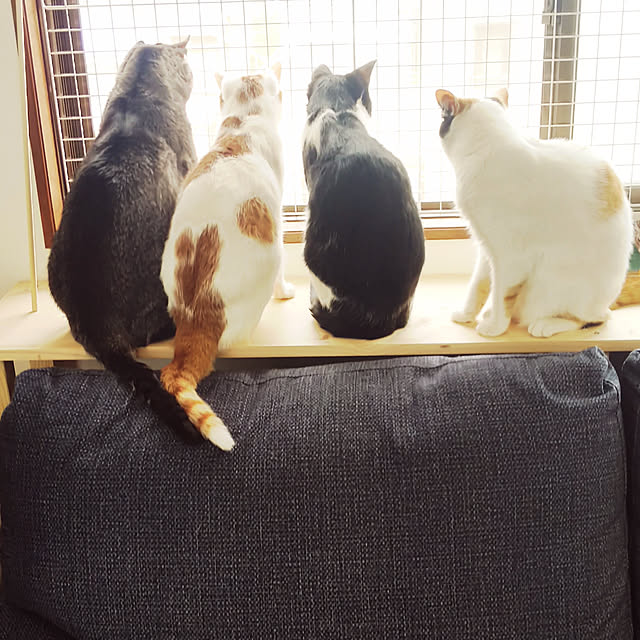 5nyansさんの実例写真