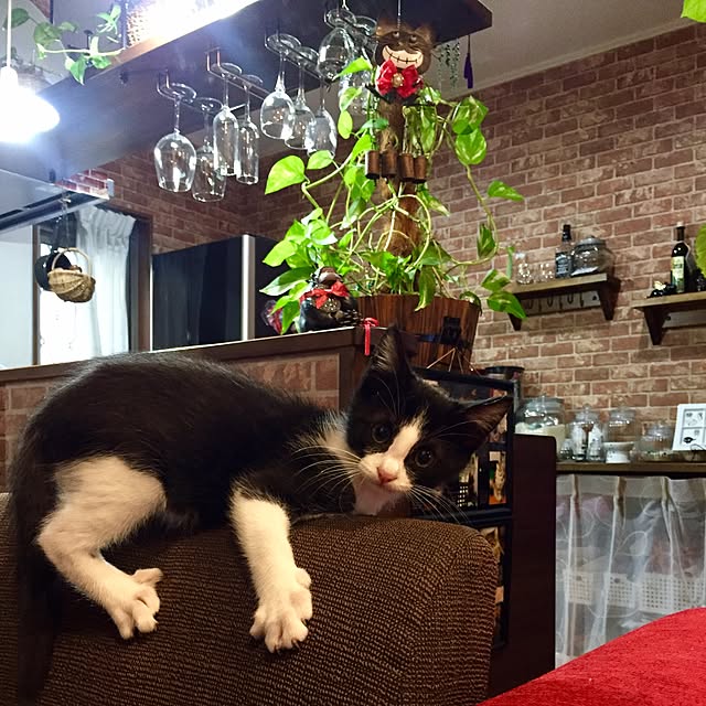 butachanさんの実例写真