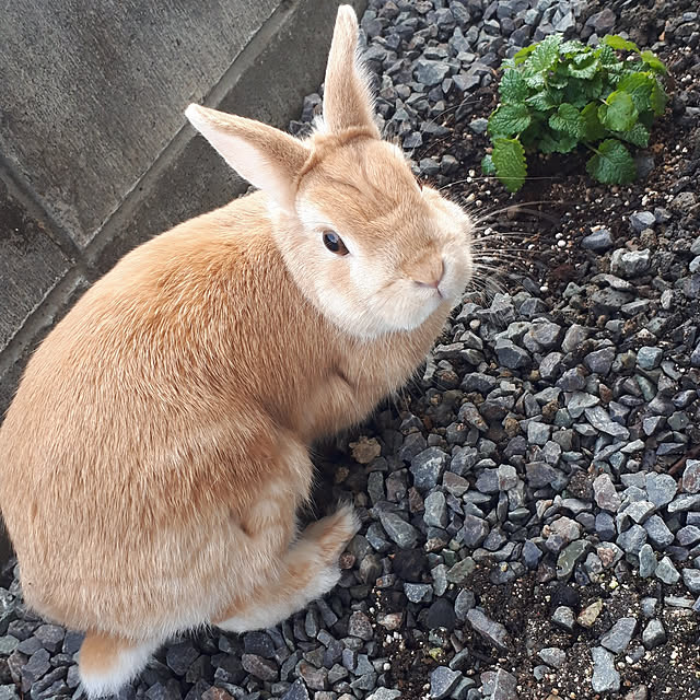 玄関/入り口/しょくぶつのある暮らし/動物と暮らす日常/ネザーランドドワーフ/勝手口...などのインテリア実例 - 2021-03-26 14:27:35