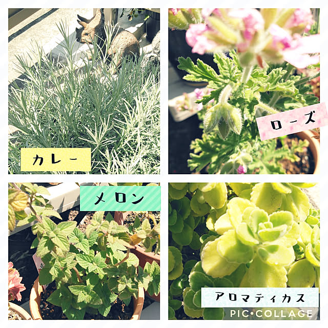 futukoさんの実例写真
