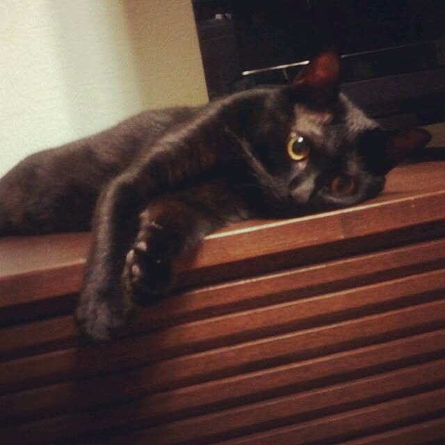 Misatoさんの実例写真