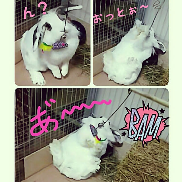 WASABIさんの実例写真