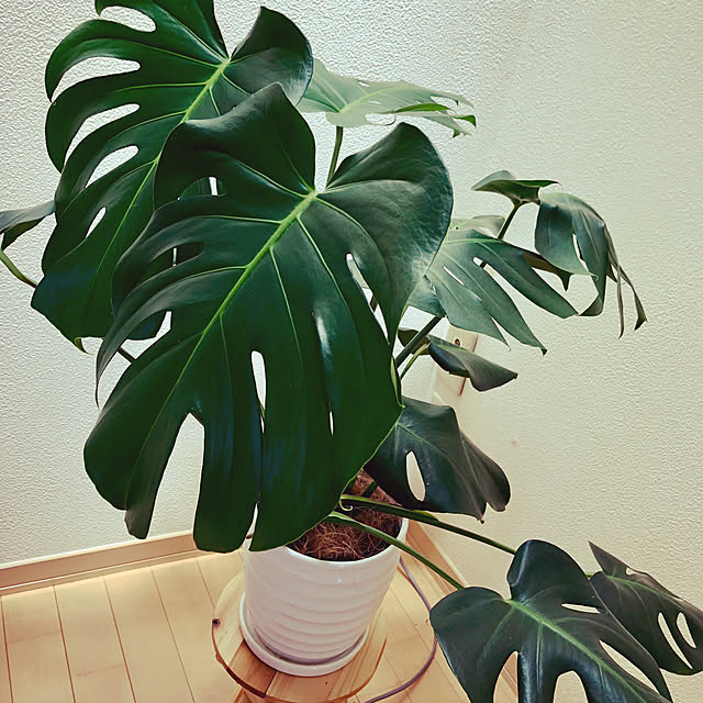 zavixlさんの実例写真