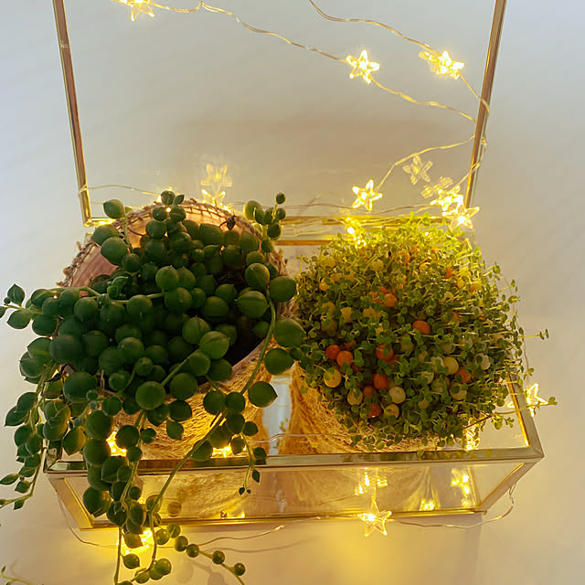 観葉植物/多肉植物/一人暮らし/照明/salut!...などのインテリア実例 - 2021-05-28 21:04:12