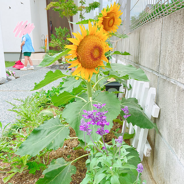 fumofumoさんの実例写真