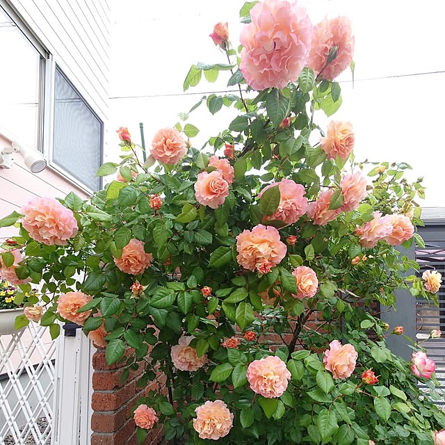 fleur-mamanさんの実例写真