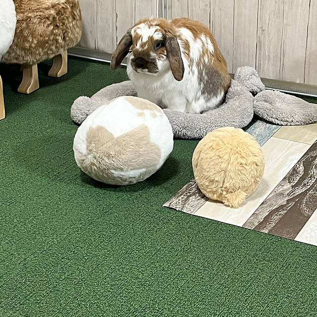 touriさんの部屋