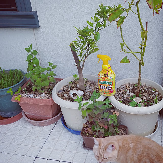 mntcさんの実例写真