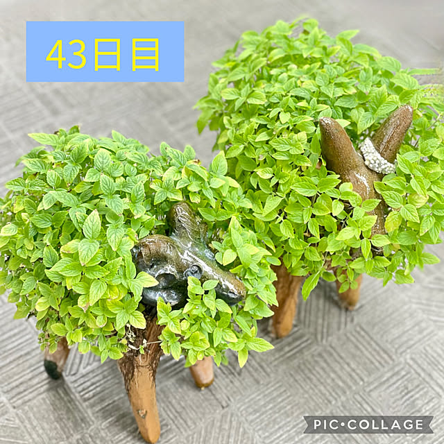 aureaさんの実例写真