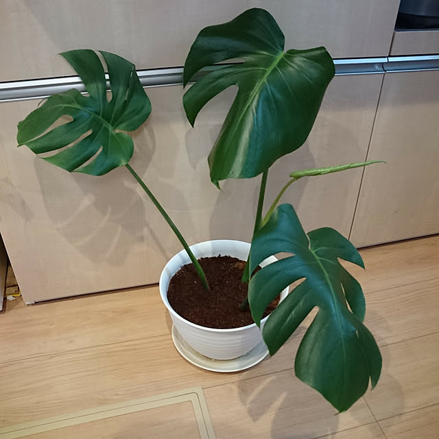 kotamaさんの実例写真