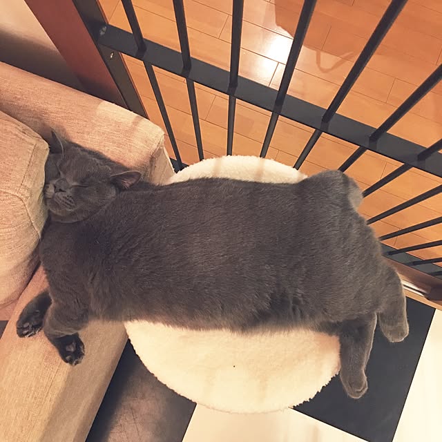 Shojiさんの実例写真