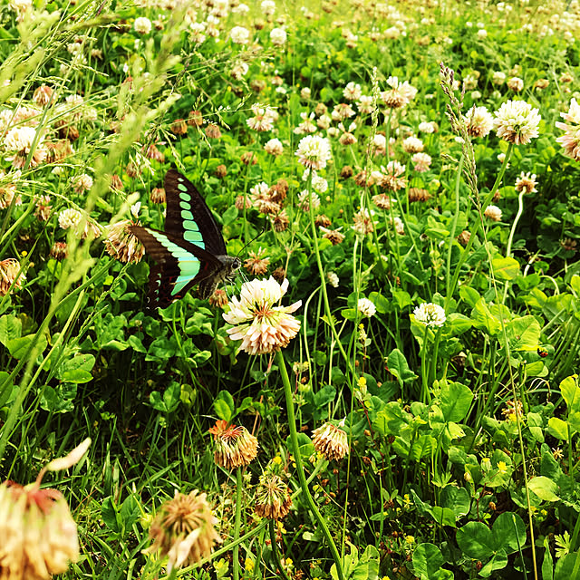 seiさんの実例写真