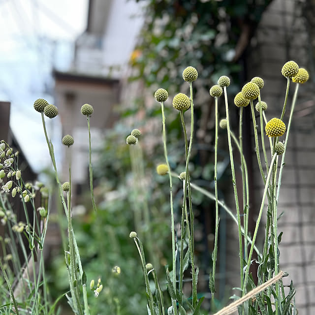 botanさんの部屋