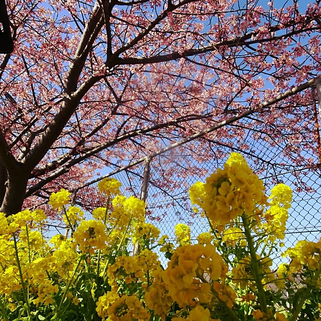 satotoさんの実例写真