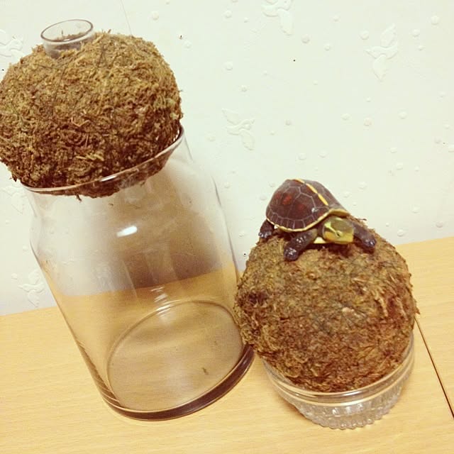 picopikoさんの実例写真