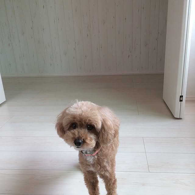 amoさんの実例写真