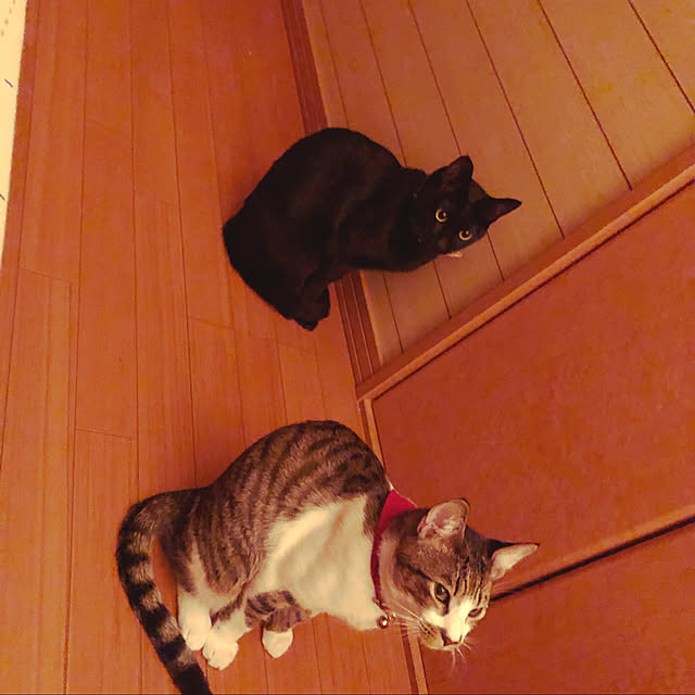 jijiさんの実例写真