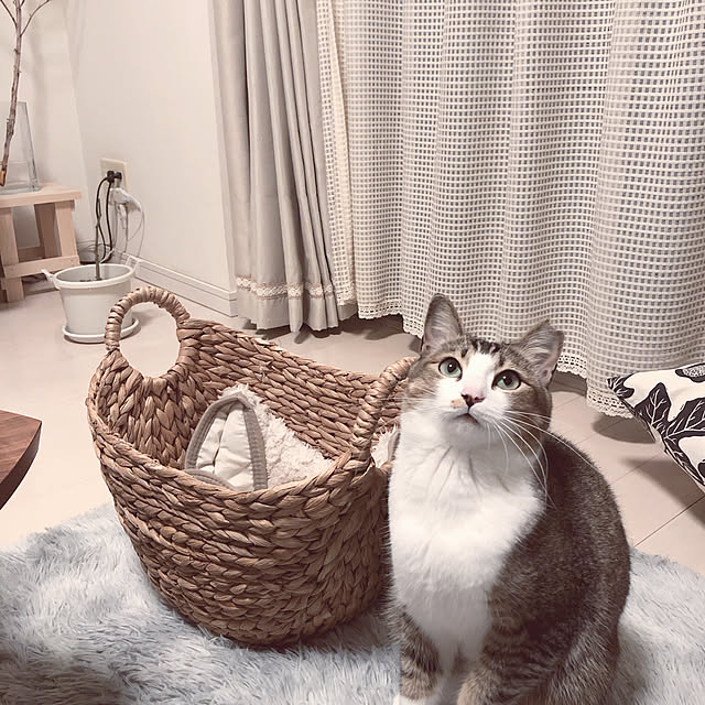 nekomiさんの実例写真