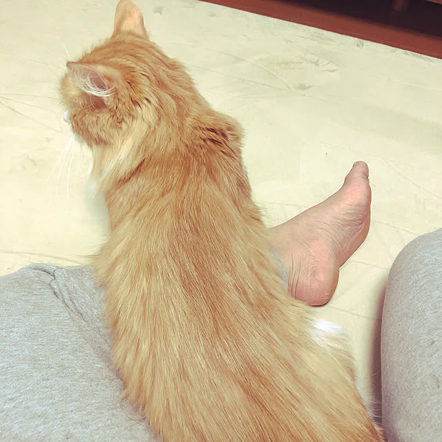 uchidaizuさんの実例写真